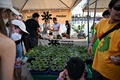 タイ中部ナコンパトム県で開催された大麻の合法化を祝うイベント「タイランド420: リーガルレーオ⁉」で、販売される苗（2022年6月11日撮影）。(c)Lillian SUWANRUMPHA / AFP