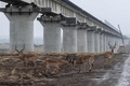 ケニアのナイロビ国立公園内で建設が進められている高架鉄道とすぐそばを歩くインパラ（2018年11月21日撮影）。(c)Photo by Yasuyoshi CHIBA / AFP