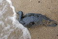 2007年11月12日、黒海（Black Sea）沿岸のカフカス（Kavkaz）港で、重油にまみれて死んだ鳥。(c)AFP/ALEXANDER NEMENOV