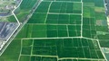 江蘇省淮安市盱眙県に広がる水田（2023年8月25日撮影）。(c)Xinhua News