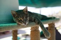 キプロス沿岸の街パフォスに近いタラ村にあるタラ修道院キャットパークで横たわる猫（2016年10月4日撮影）。(c)AFP/Florian CHOBLET