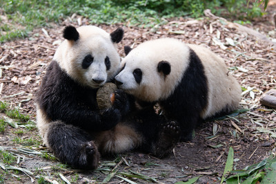 中国 パンダ ぬいぐるみ 2体セット 和花 和葉 中国 パンダ ぬいぐるみ 2体セット 和花 和葉
