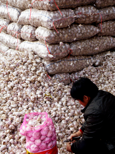 新型インフル予防に効く？中国産ニンニクが40倍に高騰