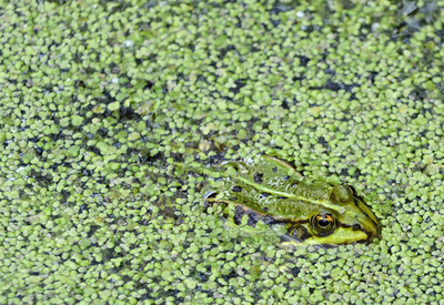 水草の中を泳ぐカエル