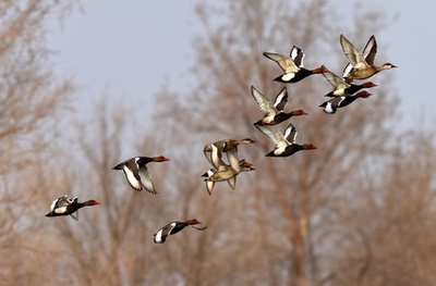 春のある日の「百鳥図」 中国・新疆のタリム川湿地