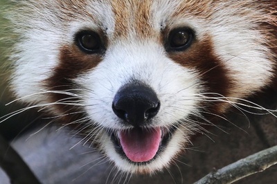 愛らしいレッサーパンダ、伊トリノにご到着