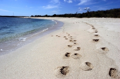 ガラパゴス諸島に害虫侵入、植物への被害の恐れ