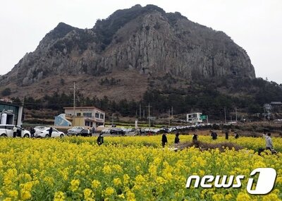 韓国 春の花の名所7選 (下) – KOREA WAVE