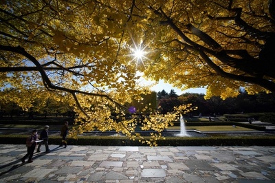 Ginkgo tree line at Showa Kinen Park in Tachikawa, Tokyo