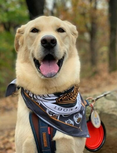 「この犬、体が大きいだけなのに。なぜ危険だと決めつけるのか」…韓国・国立公園への入場拒否で飼い主が異議