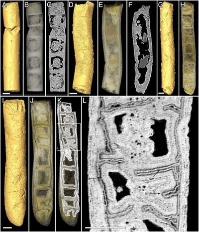 世界最古の多細胞植物か、インドで発見の藻類化石 研究