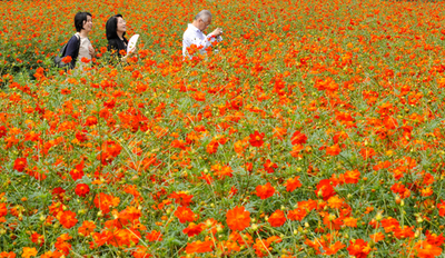 浜離宮、コスモス20万本が満開