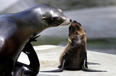 ミュンヘンでアシカの赤ちゃんがお披露目に