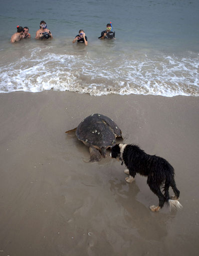 サヨナラは済んだ？海へ帰るウミガメとじゃれる犬 イスラエル
