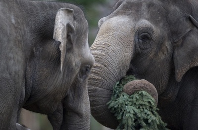 大型動物の絶滅、土壌の栄養不足の原因に 英研究