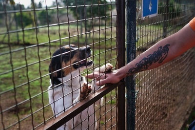 受刑者が犬を世話する刑務所ペットホテル、ポルトガル