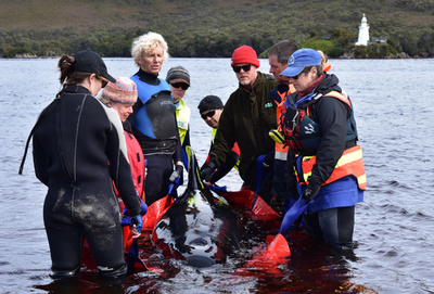 豪タスマニア島の大量クジラ打ち上げ、生存1頭見つけ海に