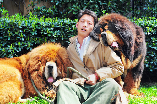 中国男性が 犬を2億円で購入 史上最高額か 写真2枚 ファッション ニュースならmode Press Powered By Afpbb News