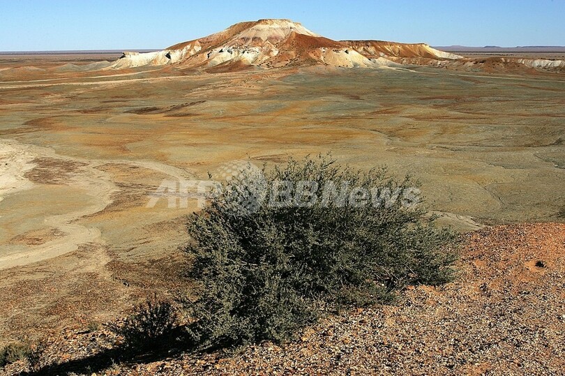 害虫駆除業者、シロアリに救われる オーストラリア