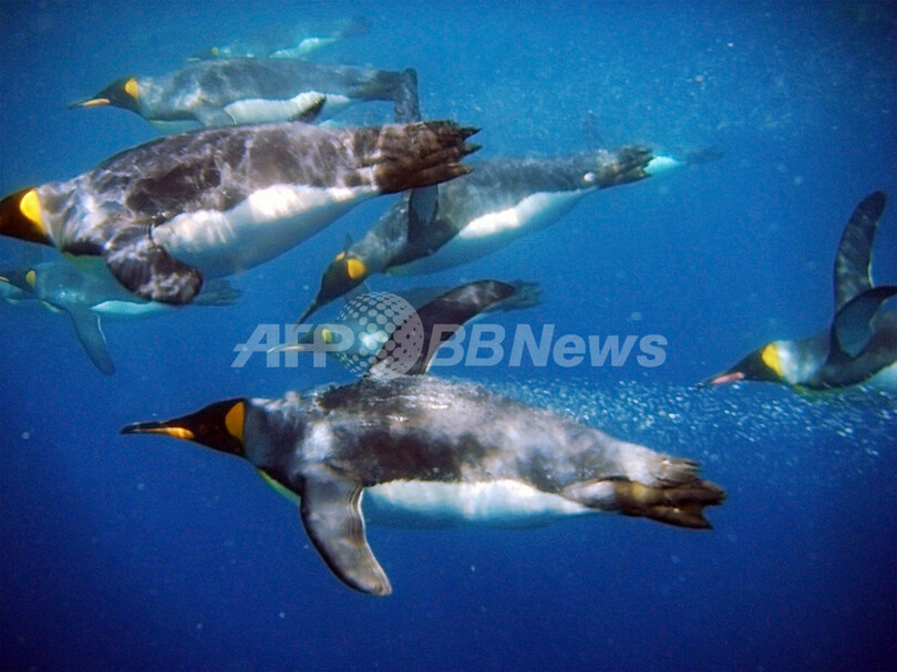 南極の島々でペンギンの生息数が回復 写真14枚 国際ニュース Afpbb News