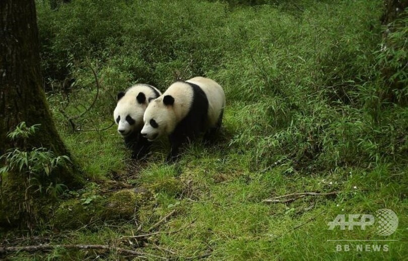野生の双子の子供パンダの撮影に成功 四川 臥竜 写真2枚 国際ニュース Afpbb News