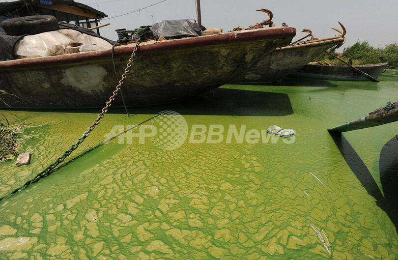 中国の淡水湖、今年も藻が大発生