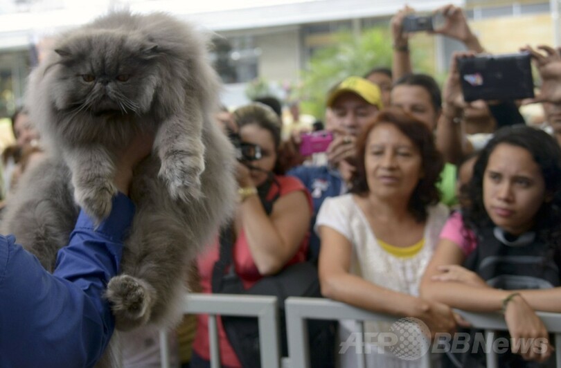 世界的なキャットショー、コロンビアで開催
