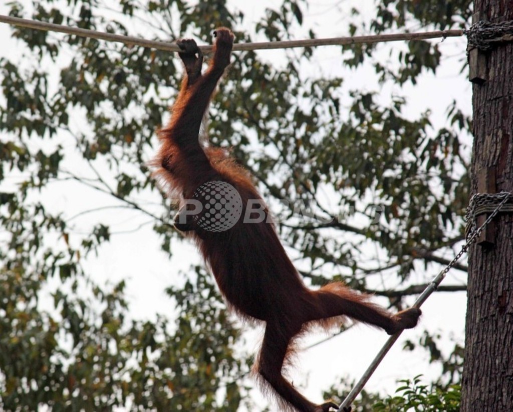 タバコを吸うオランウータン、禁煙させられる マレーシア タバコを吸うオランウータン、禁煙させられる マレーシア