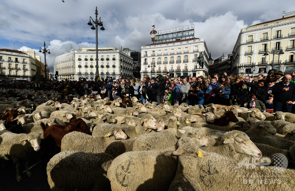 スペイン首都を羊の大群が行進、伝統の移動放牧の権利行使