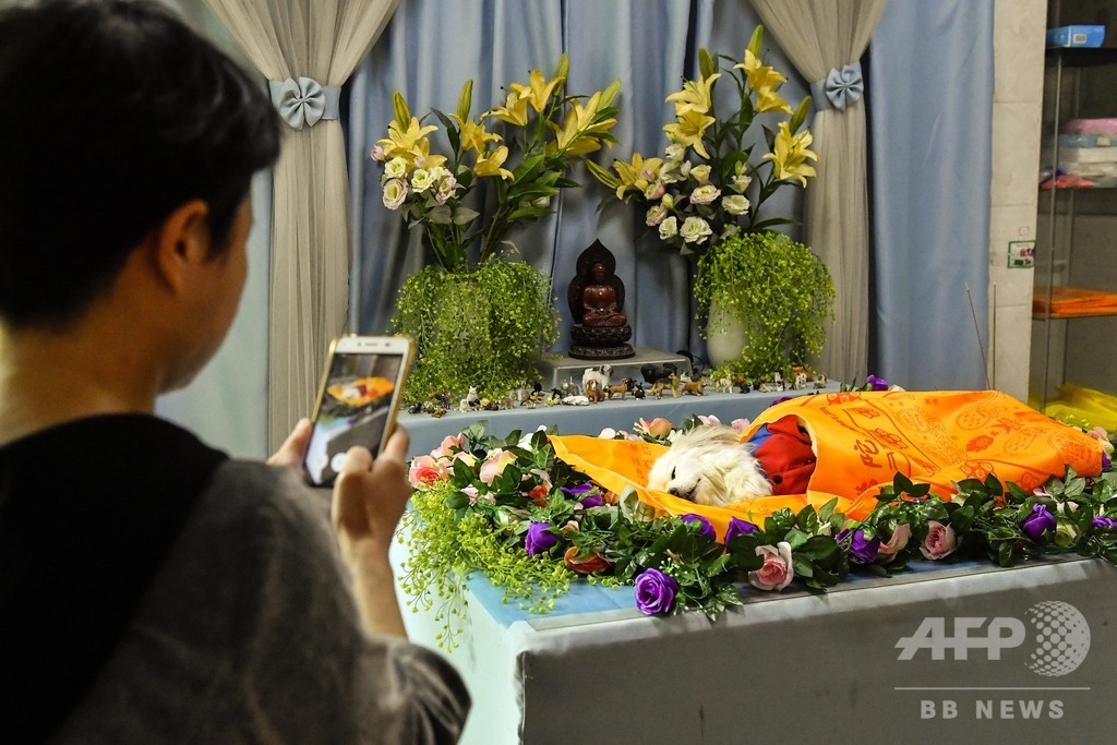 中国のペット死亡数、年間300万匹 専門施設の整備待たれる 中国のペット死亡数、年間300万匹 専門施設の整備待たれる