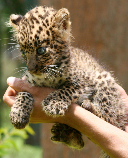 img_fe99eaf478821c94b3c8eef6bb