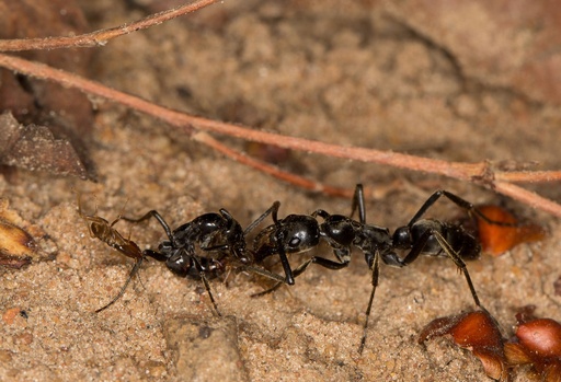 傷ついた仲間を手当てして回復させるアリ 独研究 写真2枚 国際ニュース Afpbb News