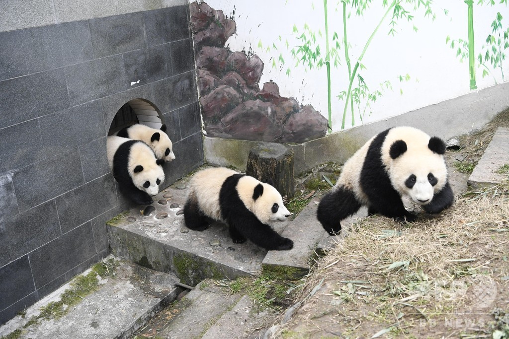 世界の飼育ジャイアントパンダ個体数548頭に 記録を更新 世界の飼育ジャイアントパンダ個体数548頭に 記録を更新