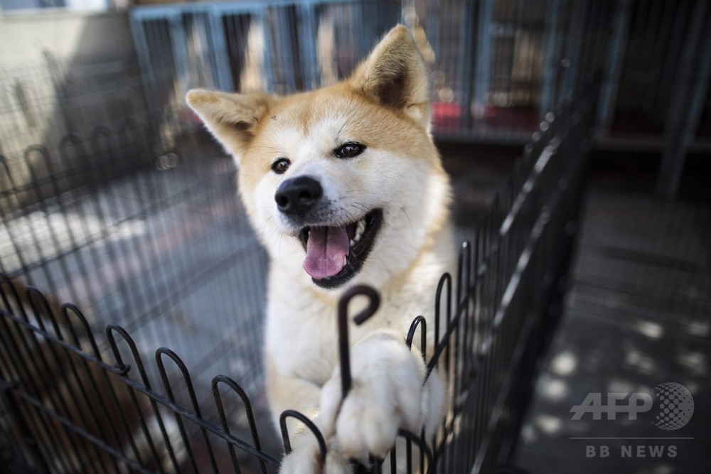 ザギトワ選手もとりこ 世界中がとろける秋田犬 写真17枚 国際ニュース Afpbb News