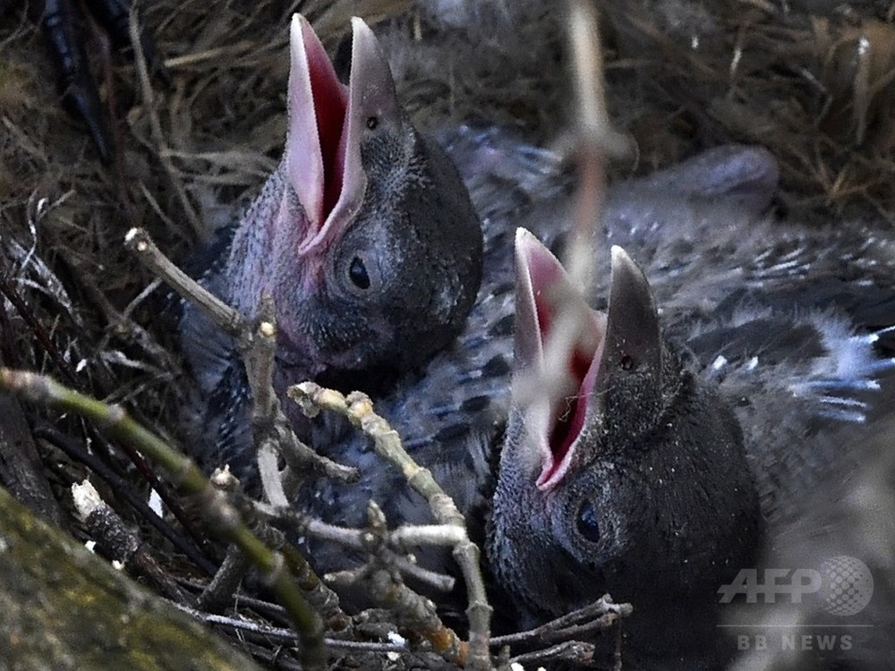 国際ニュース：AFPBB News鳥に歯がない理由に新説、卵のふ化を早めるため