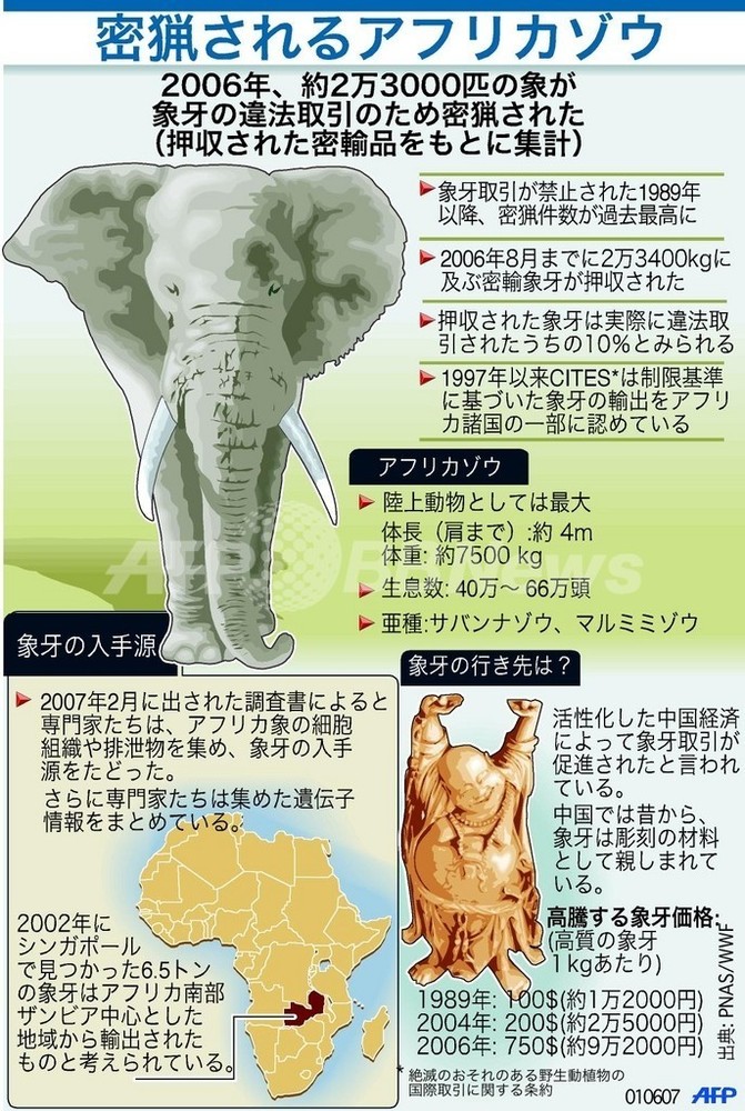 アフリカゾウ、象牙取引目的の密猟絶えず 写真1枚 国際ニュース：AFPBB