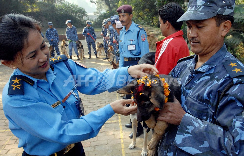 ネパールの ティハール 祭り 犬に花飾りかけ祝福 写真2枚 国際ニュース Afpbb News
