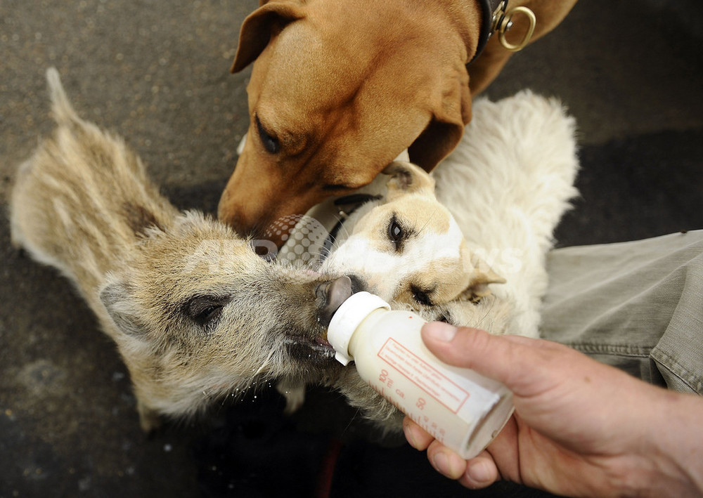 群れからはぐれたうり坊 犬と一緒に農場ライフ 写真5枚 国際ニュース Afpbb News