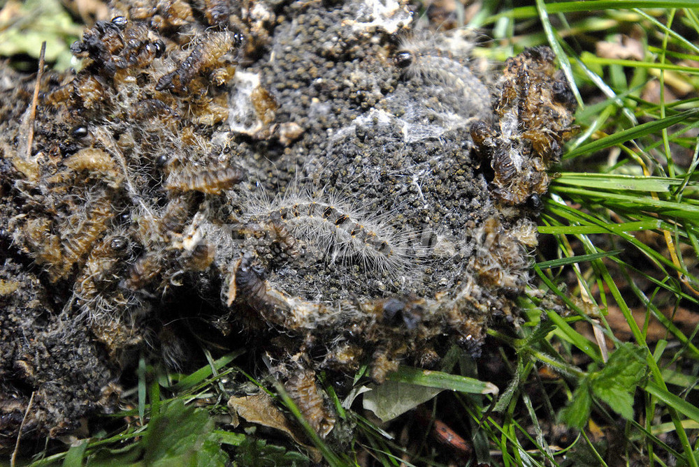 ベルギーで毛虫が大量発生 写真4枚 国際ニュース Afpbb News