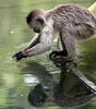 ベネズエラ・カラカス（Caracas）の動物公園では、かわいらしいサルたちが人気だ。写真は、水を飲もうとするサル（2009年5月12日撮影）。(c)AFP/THOMAS COEX