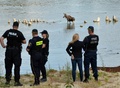 ワルシャワを流れるウィスワ川をうろつくヘラジカを捕獲しようとする警察官（2015年8月26日撮影）。(c)AFP/JANEK SKARZYNSKI