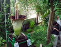 フランス西部の国立ブレスト植物園（Brest National Botanic Conservatory）で、世界最大の花、スマトラオオコンニャク（別名：ショクダイオオコンニャク、Amorphophallus titanum）の花が開き始めた。スマトラ（Sumatra）島の熱帯雨林に自生するこの花は著しい悪臭を放つことから「死体花」とも呼ばれる。フランスでスマトラオオコンニャクが見られるのはブレスト植物園だけ（2009年6月28日公開）。(c)AFP/CONSERVATOIRE BOTANIQUE NATIONALE DE BREST/LOIC RUELLAN