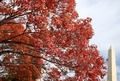 米ワシントンD.C.（Washington D.C.）にある国立公園ナショナル・モール（National Mall）の紅葉（2012年10月18日撮影）。(c)AFP/Getty Images/Mark Wilson