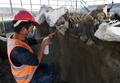 メキシコ・スンパンゴで発見されたマンモスの骨（2020年9月8日撮影）。(c)RODRIGO ARANGUA / AFP