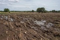 マラウイ南部で、洪水による被害を受けたトウモロコシ畑（2019年3月14日撮影）。(c)AMOS GUMULIRA / AFP