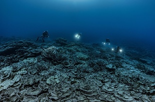 世界最大級サンゴ礁、タヒチ沖で発見