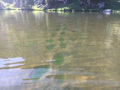山奥の湖が緑色に…気候変動で藻の大量発生 米コロラド州