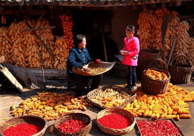 秋の実り、陽光の下で鮮やか 中国・山西省