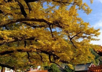 樹齢2800年のイチョウ、衰えぬ黄金の輝き　中国・湖南