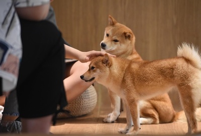 ペットの葬儀にペット探偵… 中国で次々と新職業が誕生